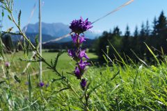 2022_06_24__Pasing_Mittenwald0171-scaled