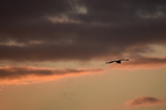 2019_09_16__19_39__Ostfriesland0016