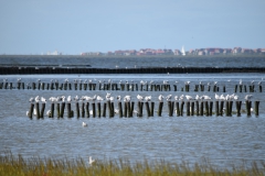 2019_09_19__14_38__Ostfriesland0010