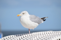 2019_09_19__14_53__Ostfriesland0033